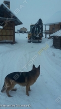Volvo BL71 [0]